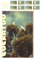 Picture of Cockatoo - L - 1.0 - DTF A3